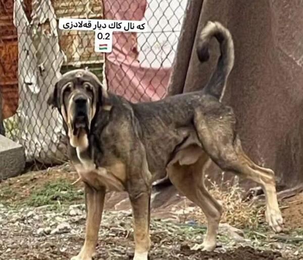 عکس سگ قرمز شیخ قادر