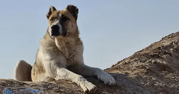 عکس قوی ترین سگ جهان