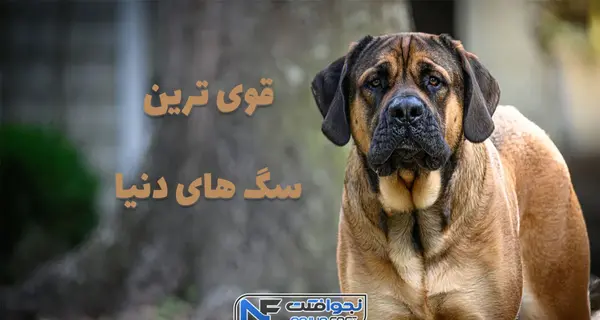 عکس قوی ترین سگ در جهان