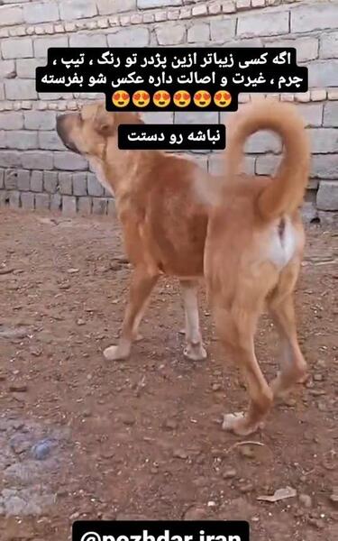 عکس سگ تمرچین قهرمان