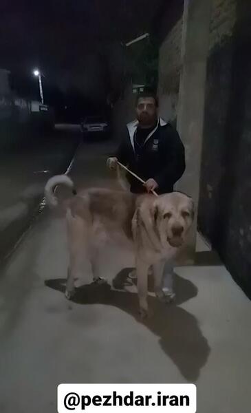 عکس سگ تمرچین قهرمان