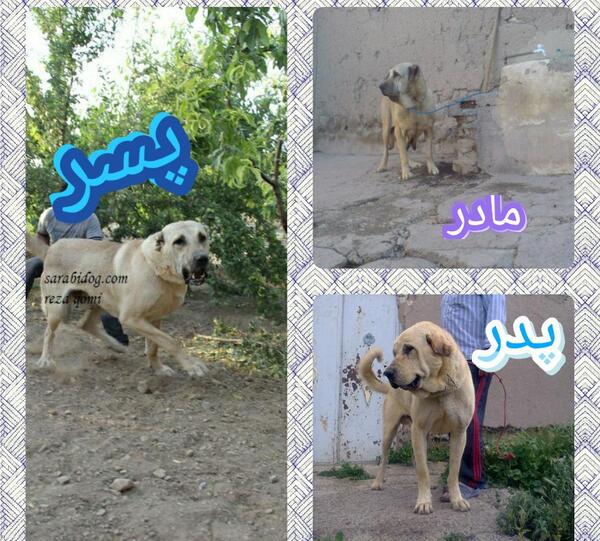 عکس سگ تمرچین قهرمان