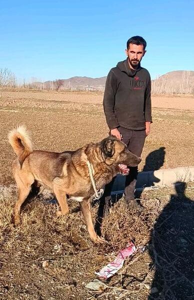 عکس سگ تمرچین قهرمان