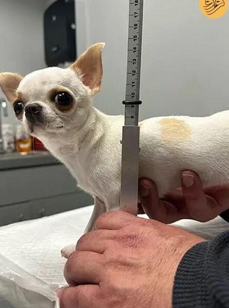 عکس سگ کوچک ترین