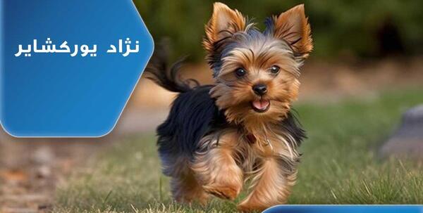 عکس سگ کوچک ترین