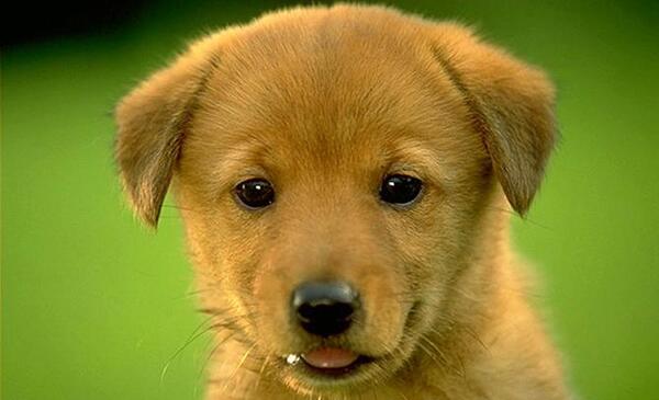 عکس سگ کوچک پاکوتاه