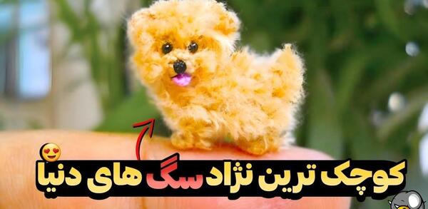 عکس سگ کوچک ترین دنیا
