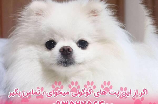عکس سگ کوچک سفید