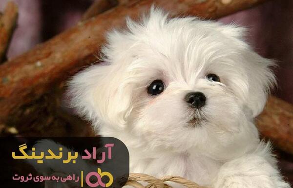عکس سگ کوچک پشمالو سفید
