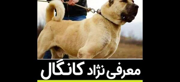 عکس سگ کانگال ترکیه