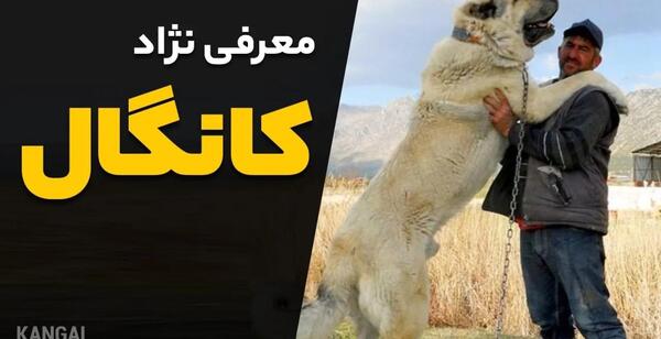 عکس سگ کانگال ترکیه