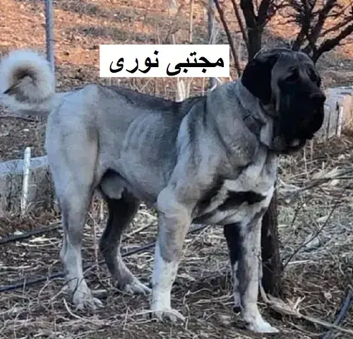 عکس سگ کانگال اصیل