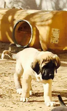 عکس سگ کانگال اصیل