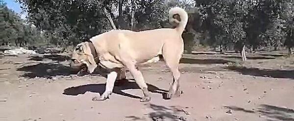 عکس سگ کانگال غول پیکر