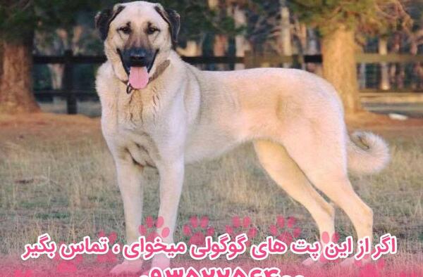 عکس سگ کانگال سفید