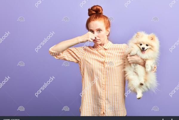 عکس سگ کیوت برای تصویر زمینه