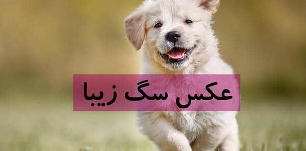 عکس سگ کیوت برای تصویر زمینه