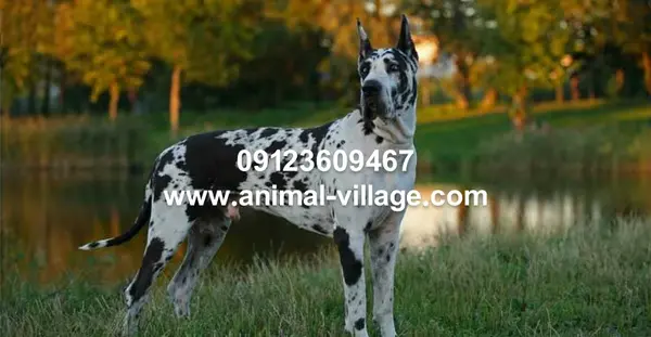 عکس سگ گریت دین اصیل
