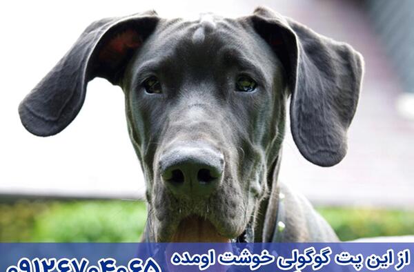 عکس سگ گریت دین ایرانی