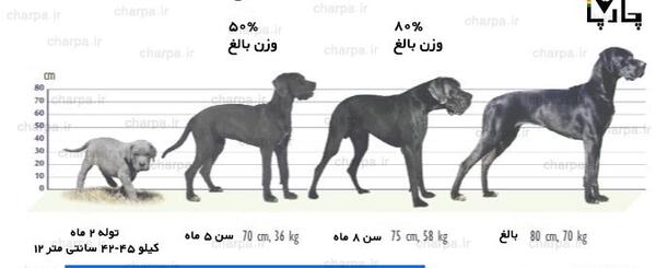 عکس سگ گریت دین سیاه