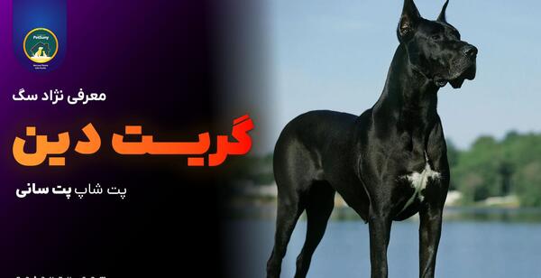 عکس سگ گریت دین سیاه