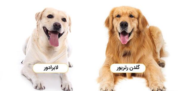 عکس سگ گلدن رتریور سفید