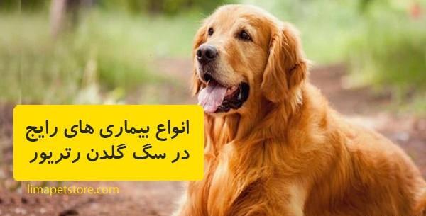 عکس سگ گلدن رتریور سفید