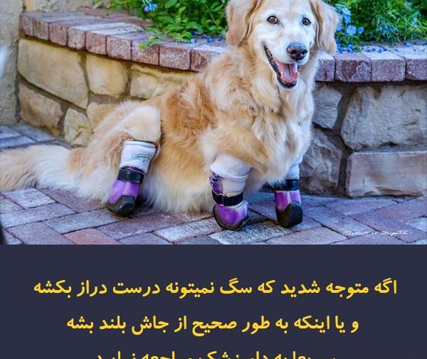 عکس سگ گلدن سفید