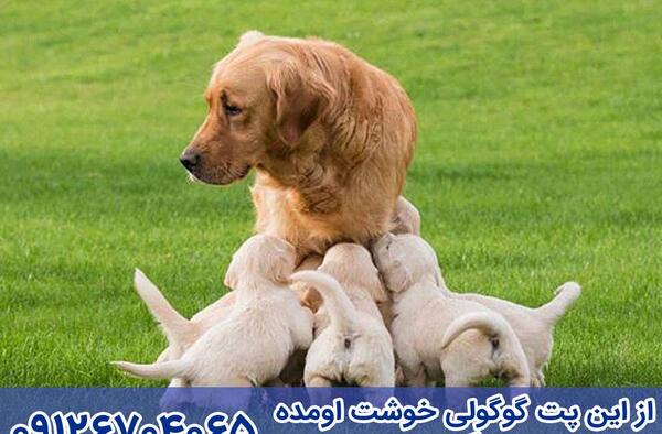 عکس سگ گلدن سفید