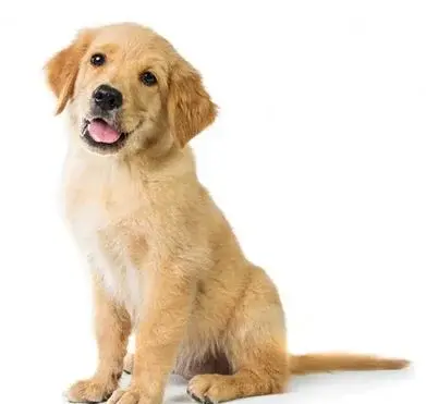 عکس سگ گلدن توله