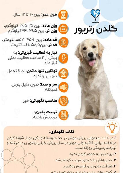 عکس سگ گلدن توله