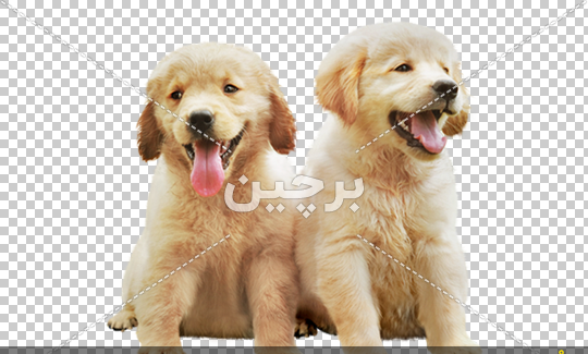 عکس سگ گلدن توله