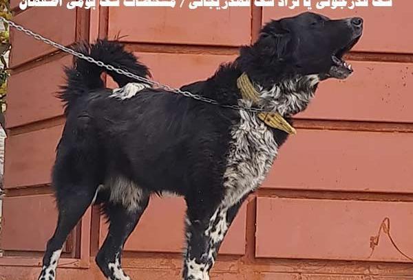 عکس سگ گله وحشی