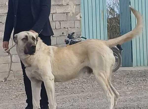 عکس سگ گله وحشی