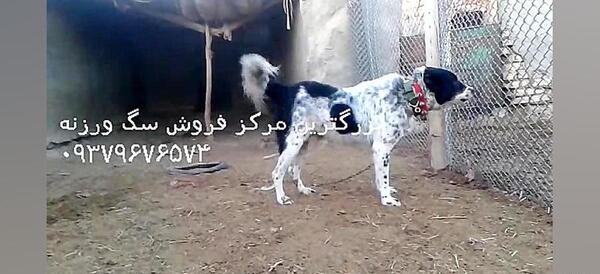 عکس سگ گله وحشی