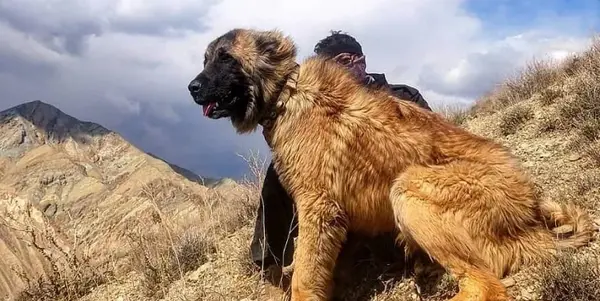 عکس سگ گله بزرگ