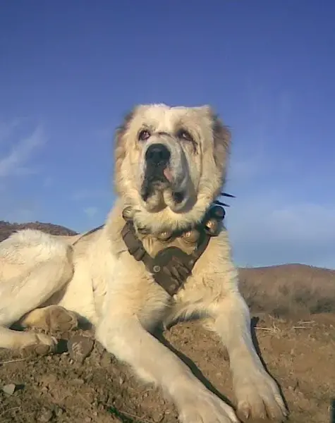 عکس سگ گله بزرگ
