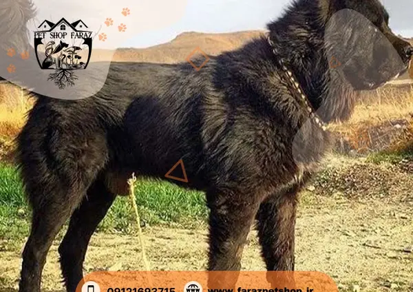 عکس سگ گله ایرانی