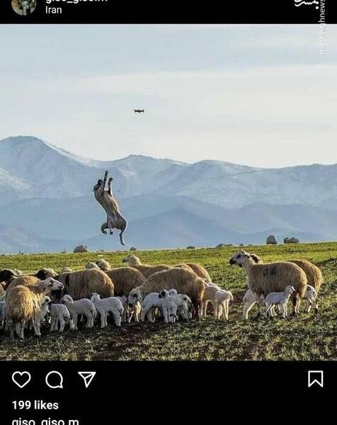 عکس سگ گله ایرانی