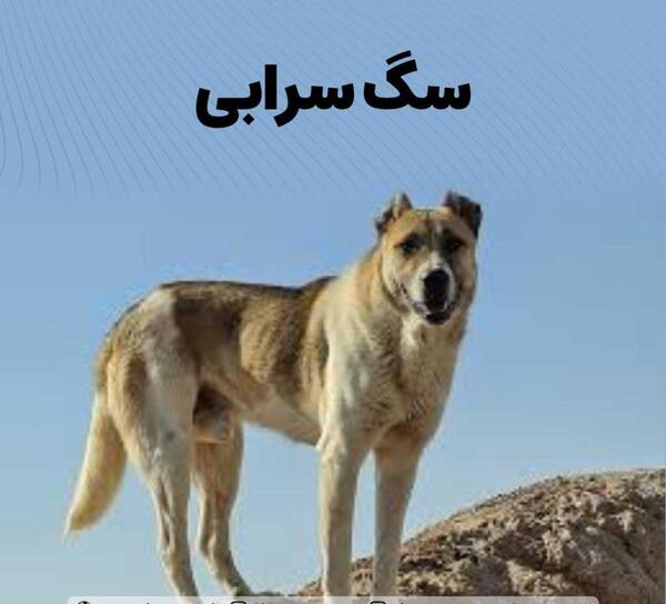 عکس سگ گله ایرانی