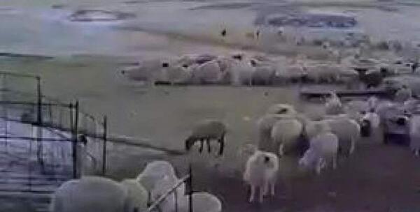 عکس سگ گله با گوسفندان