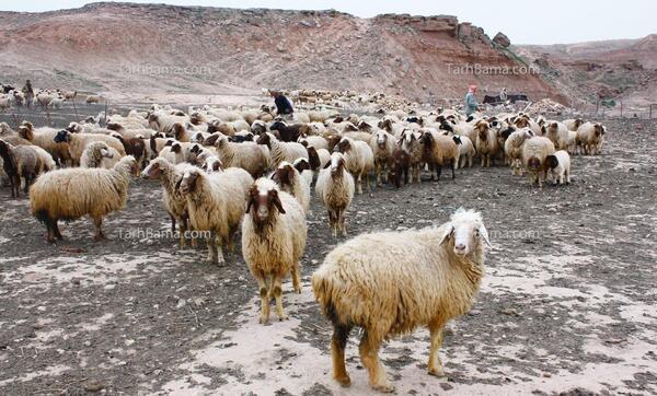 عکس سگ گله با گوسفندان