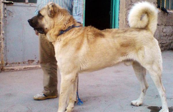 عکس سگ گله سرابی
