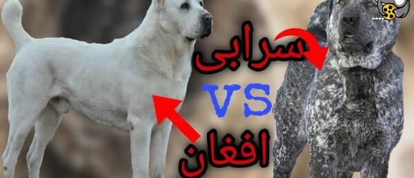 عکس سگ گله سرابی