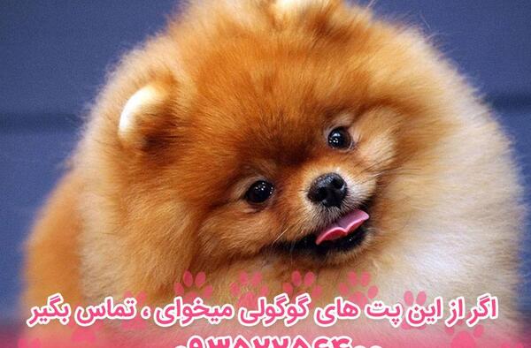 عکس سگ گوگولی واقعی
