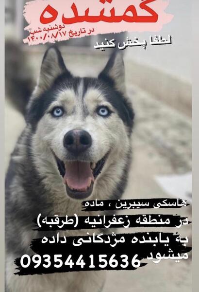 عکس سگ گرگی سفید سیاه