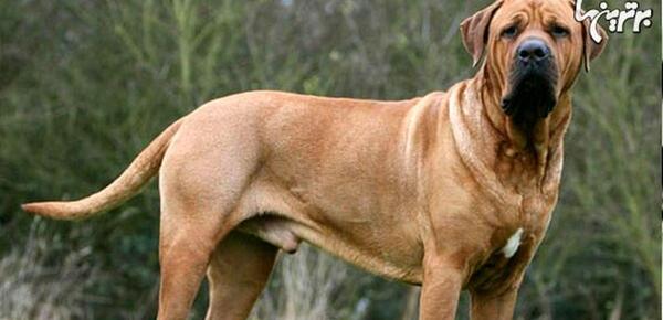 عکس سگ لاغر زشت
