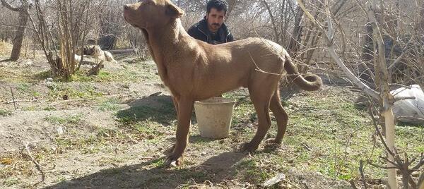 عکس سگ لاغر زشت
