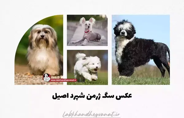 عکس سگ لاغر زشت
