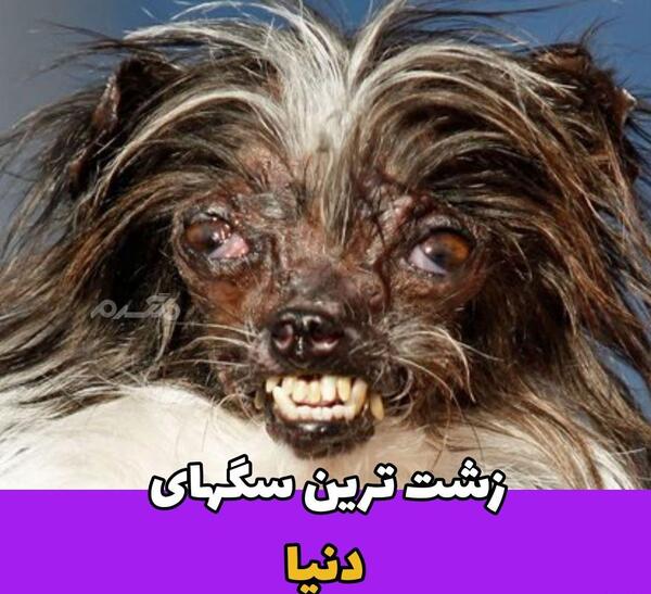 عکس لاغر ترین سگ دنیا